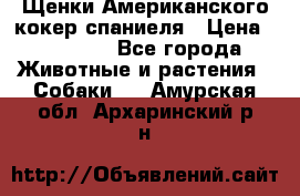 Щенки Американского кокер спаниеля › Цена ­ 15 000 - Все города Животные и растения » Собаки   . Амурская обл.,Архаринский р-н